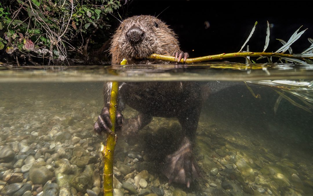 Beavers: How Nature’s Engineers Are Making a Comeback
