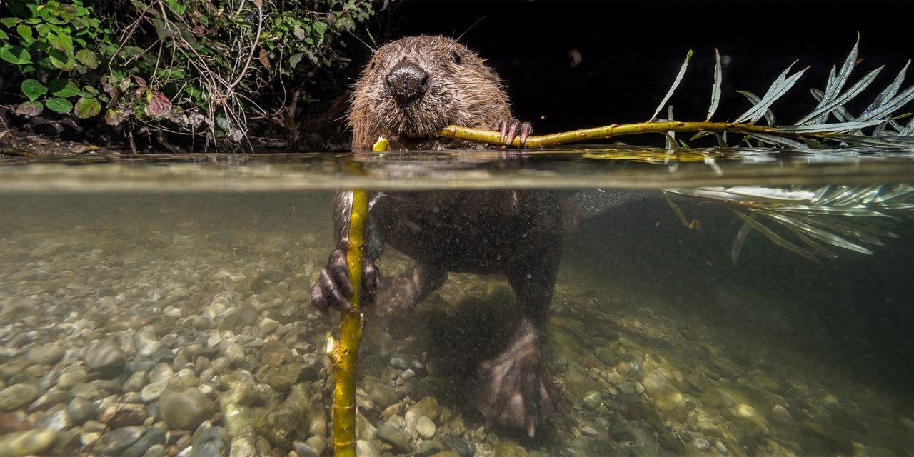 Beavers: How Nature’s Engineers Are Making a Comeback
