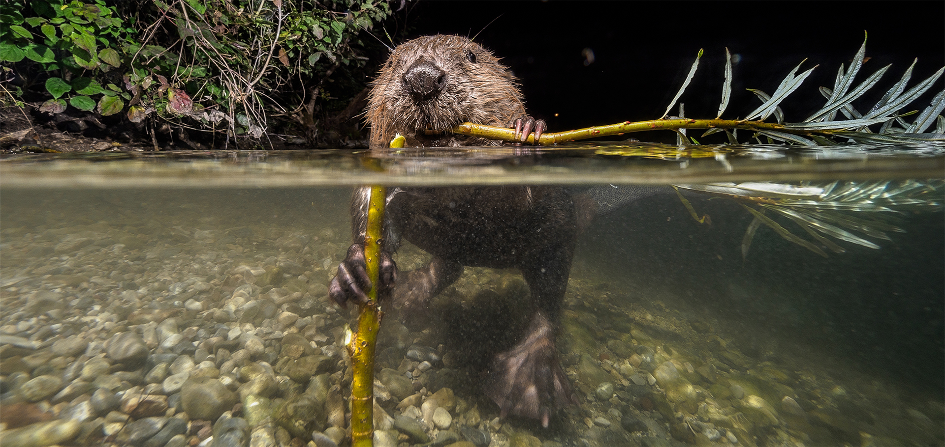 Beaver (Castor fiber) living in River (Traisen). Underwater shooting in natural habitat.