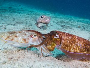Pharao Cuttlefish mating on a coral reef