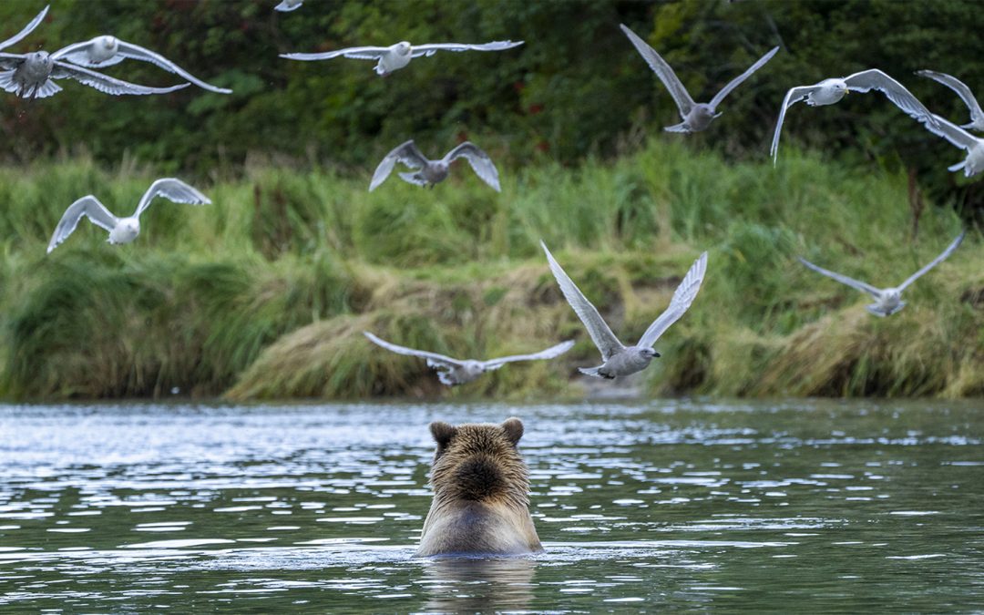 Traveler Story: Photographing Katmai’s Grizzlies & Winning The Washington Post’s Photo Contest