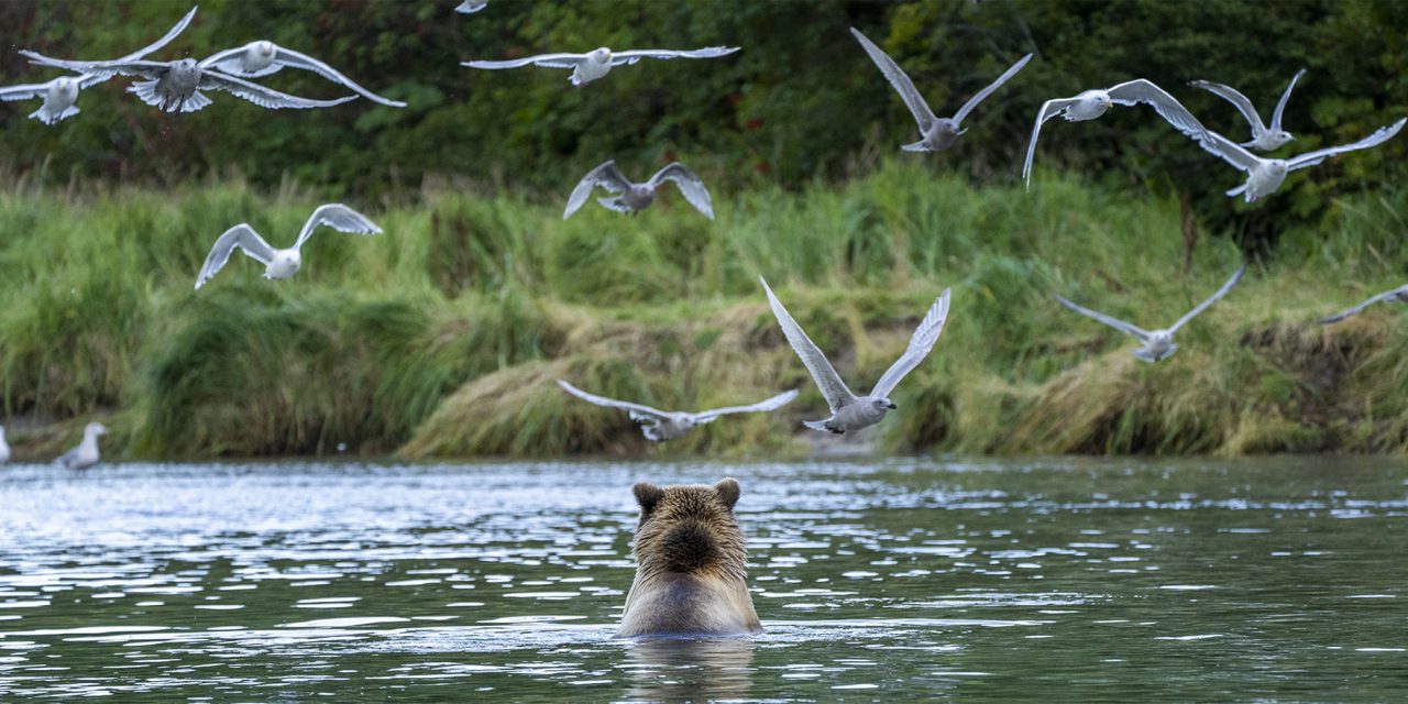 Traveler Story: Photographing Katmai’s Grizzlies & Winning The Washington Post’s Photo Contest
