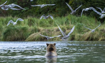 Traveler Story: Photographing Katmai’s Grizzlies & Winning The Washington Post’s Photo Contest