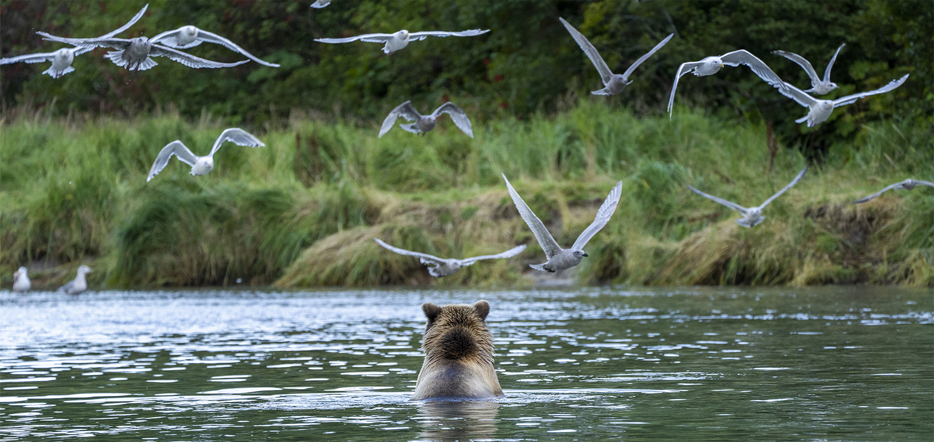 Brown bear grizzly swimming and fishing in Alaska with seabirds flying above