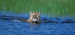 Cougar swimming in blue water with green grass in the backgroun