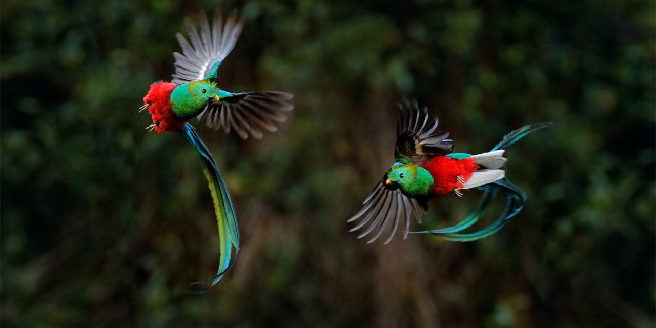 Project “Paraiso Quetzal” – Where Conservation Meets Development