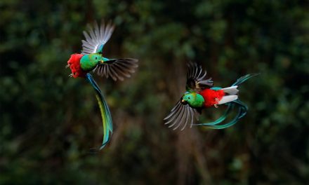 Project “Paraiso Quetzal” – Where Conservation Meets Development
