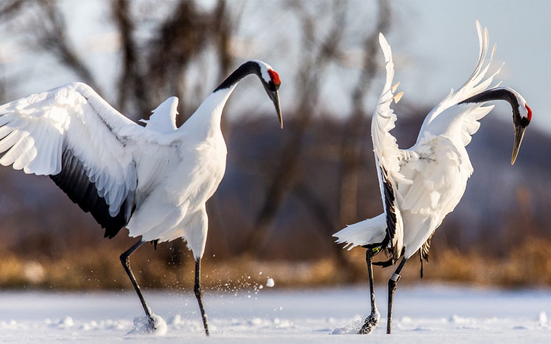 Eight Quirky Ways That Animals Communicate