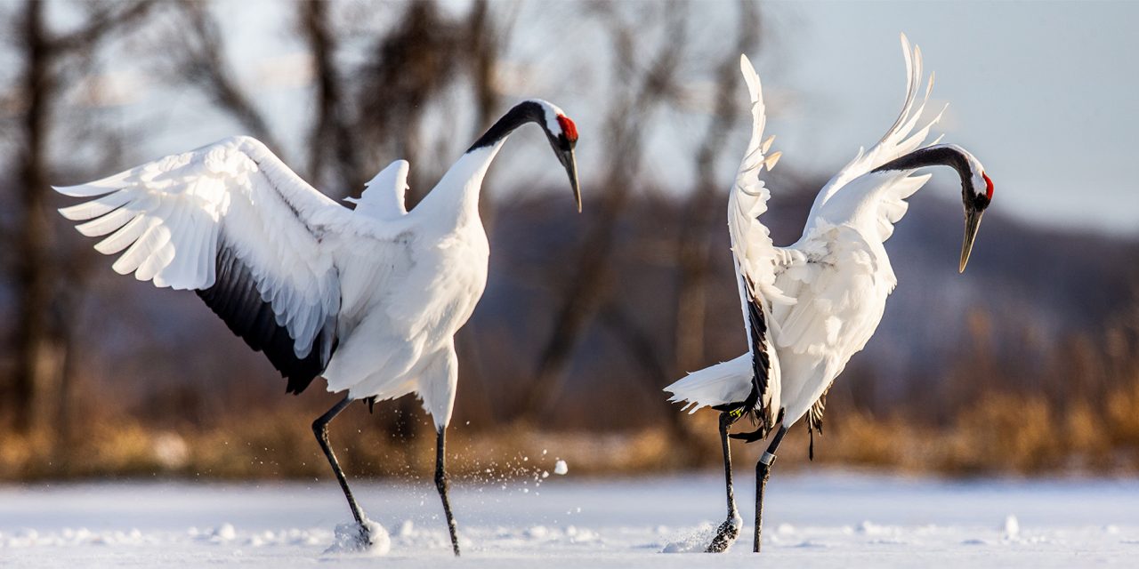 Eight Quirky Ways That Animals Communicate