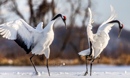 Eight Quirky Ways That Animals Communicate