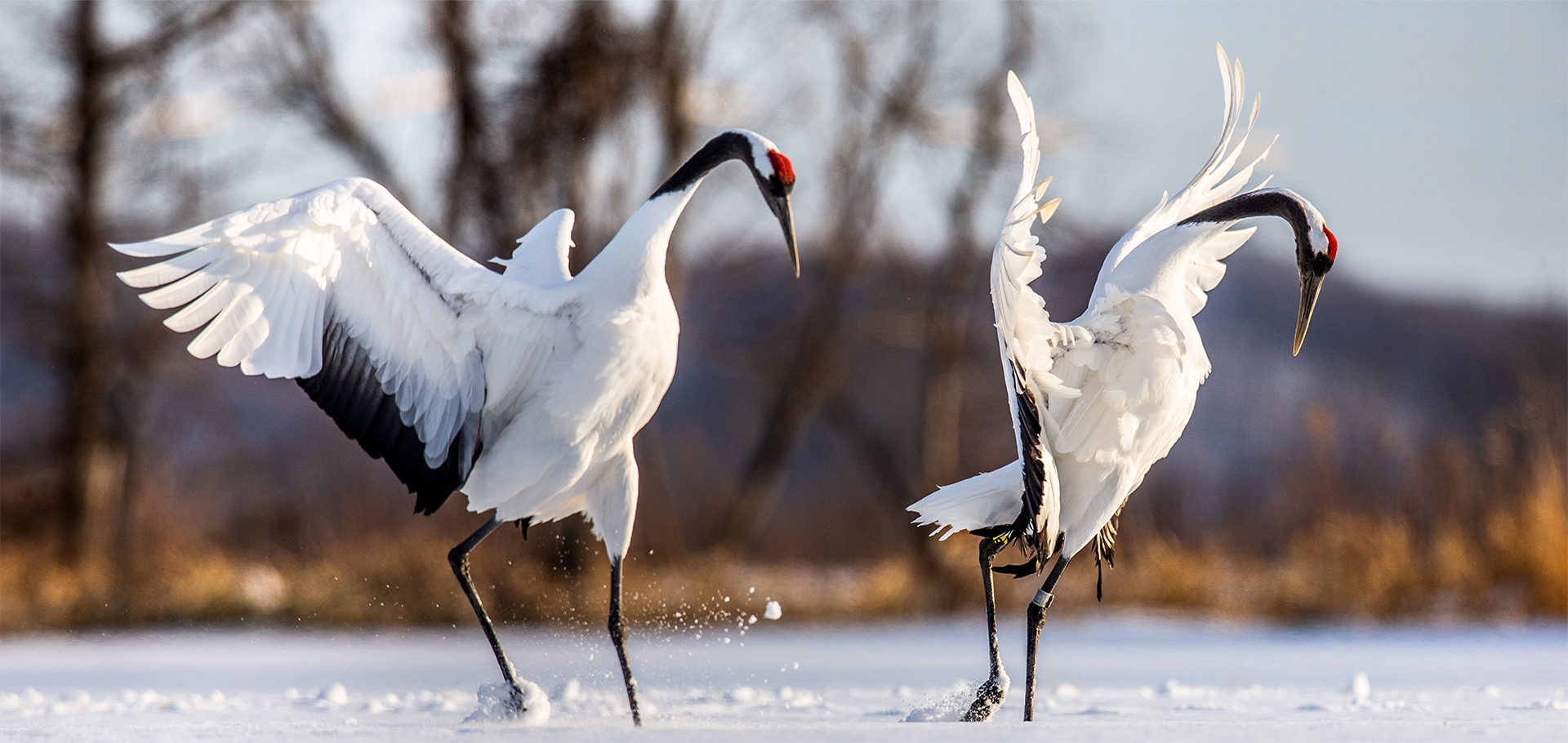 Two Japanese Cranes are dancing on the snow. Japan. Hokkaido. Tsurui.