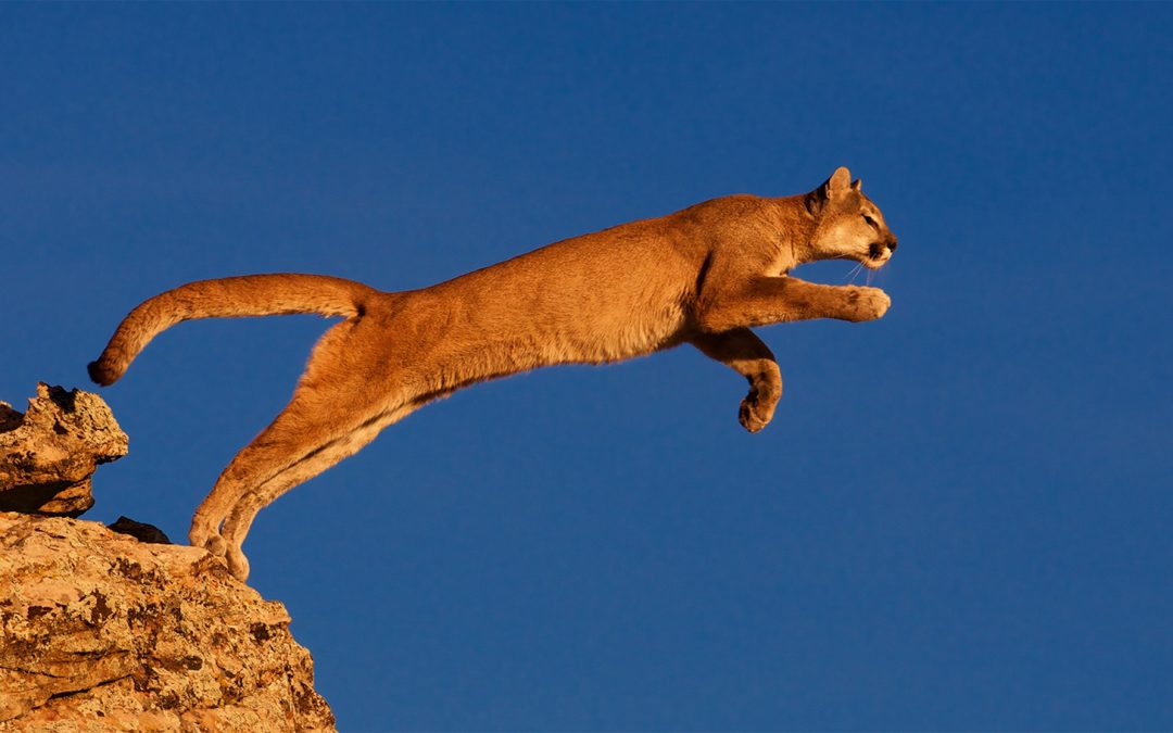 Protecting Mountain Lions Before They Become an Endangered Species