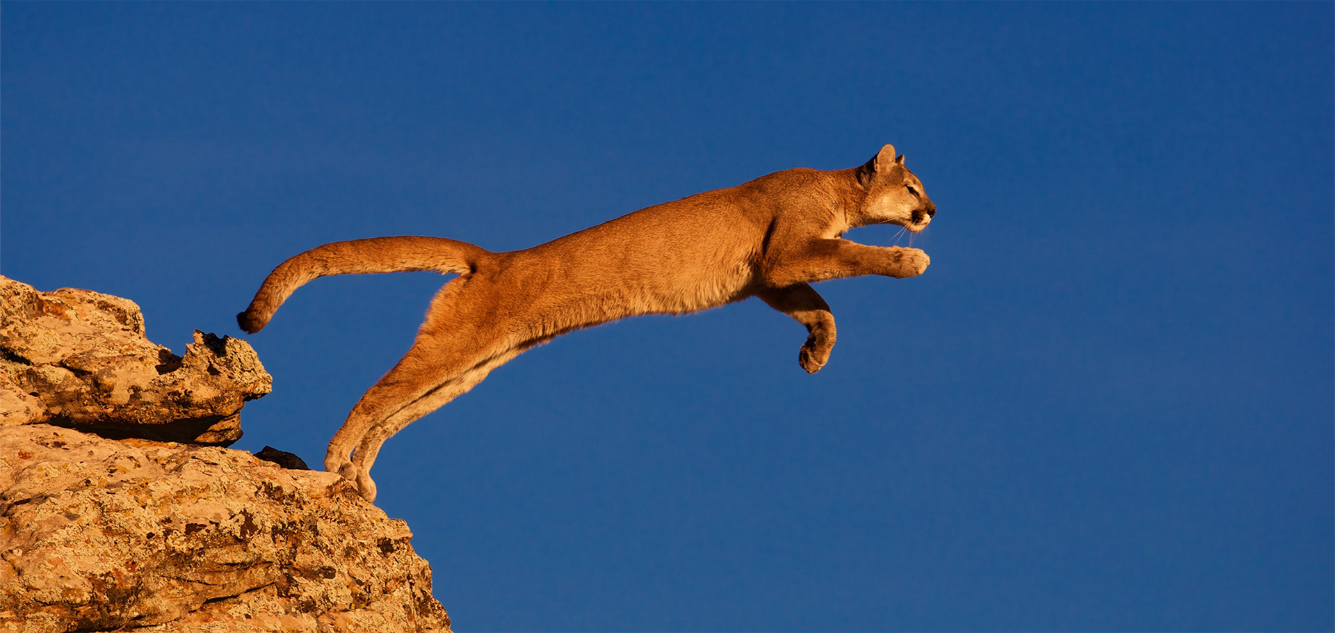 Cougar leaping into the air, mountain lion, puma
