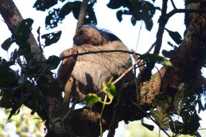 Maned sloth new species discovery