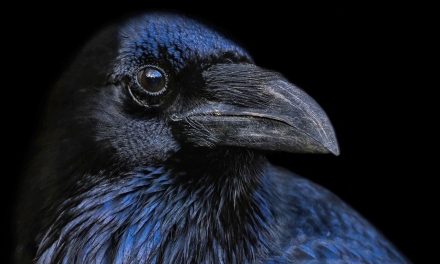 How Crows and Ravens Made the World their Home