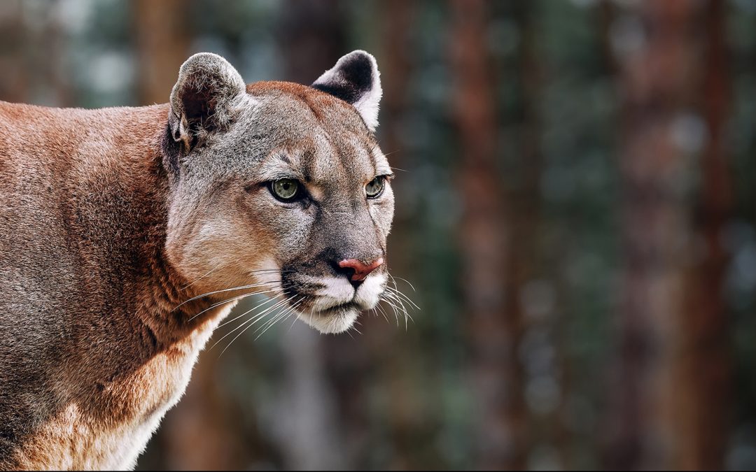 What’s the Difference Between Cougars, Pumas, Panthers and Mountain Lions?
