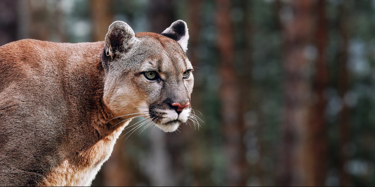 What’s the Difference Between Cougars, Pumas, Panthers and Mountain Lions?