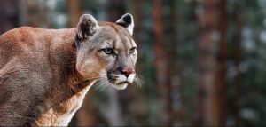 Side profile portrait of a puma/mountain lion