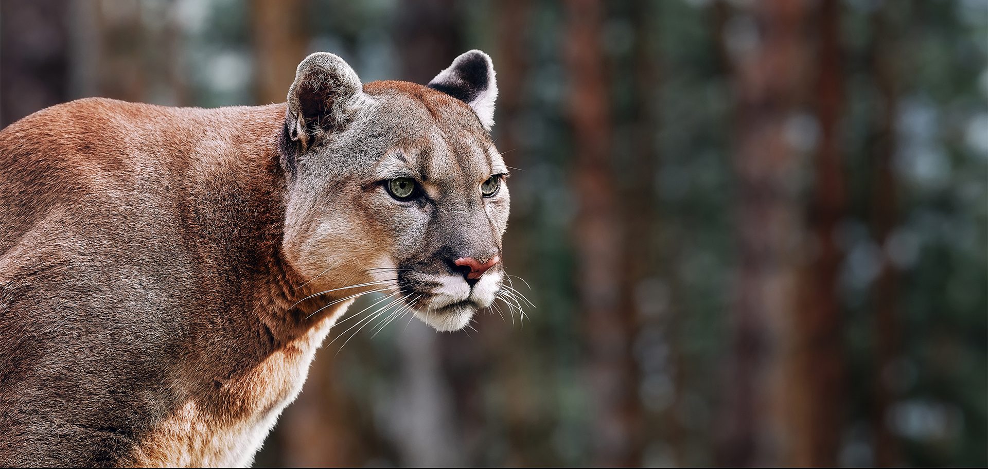 Side profile portrait of a puma/mountain lion