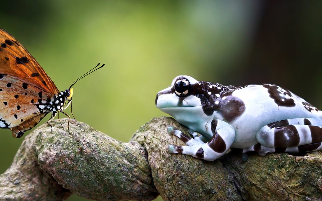 9 New Animal Species to Celebrate in the New Year