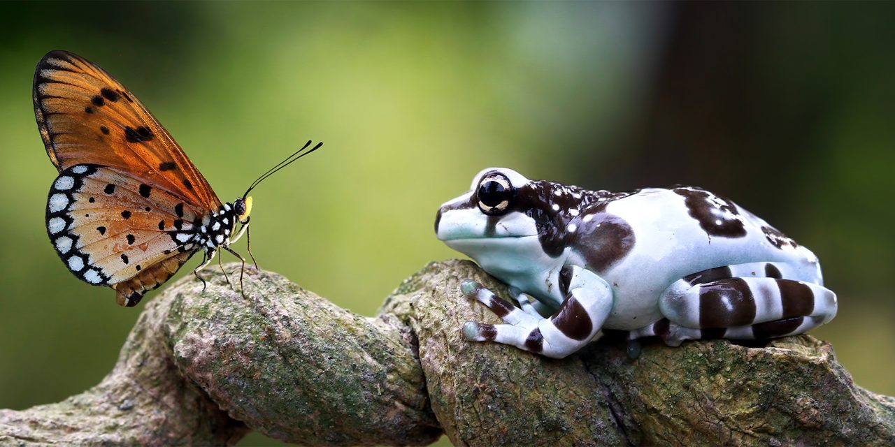 9 New Animal Species to Celebrate in the New Year