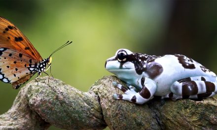 9 New Animal Species to Celebrate in the New Year