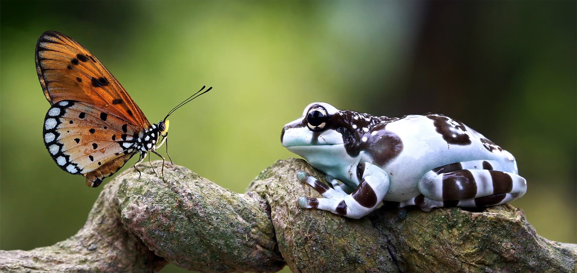 Amazon milk frog on branch, two amazon milk frog, panda tree frog, closeup tree frog