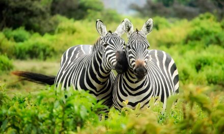The Coolness of Zebra Stripes