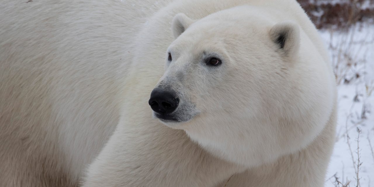 Traveling to the Tundra: An Arctic Expedition in Churchill