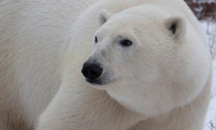 Traveling to the Tundra: An Arctic Expedition in Churchill