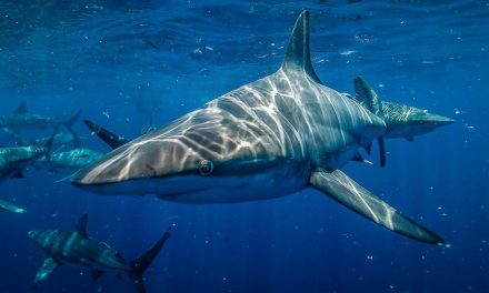 How Animals Perceive Time