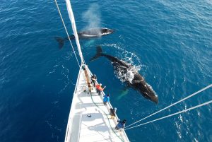 Sailboat floats through icy beautiful blue Arctic waters with two whales swimming around travelers