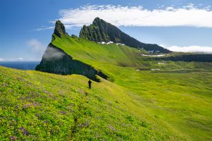 A girl walking through flowering meadows over Hornbjarg cliffs,