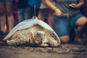 Green sea turtle with satellite tracking device attached to its shell