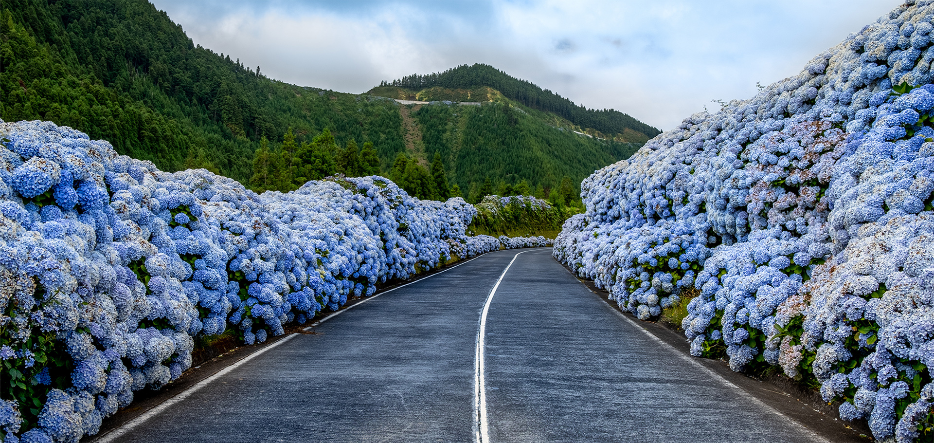 Azores, Portugal. Wildflowers bright blue and purple hydrangeas in bloom alongside road