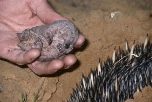 Museums Victoria Staff (2016) Tachyglossus aculeatus Short-beaked Echidna in Museums Victoria Collections https://collections.museumsvictoria.com.au/species/8416