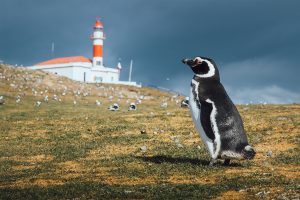 The Magellanic penguins with the Lighthouse of Magdalena Island background, Chile