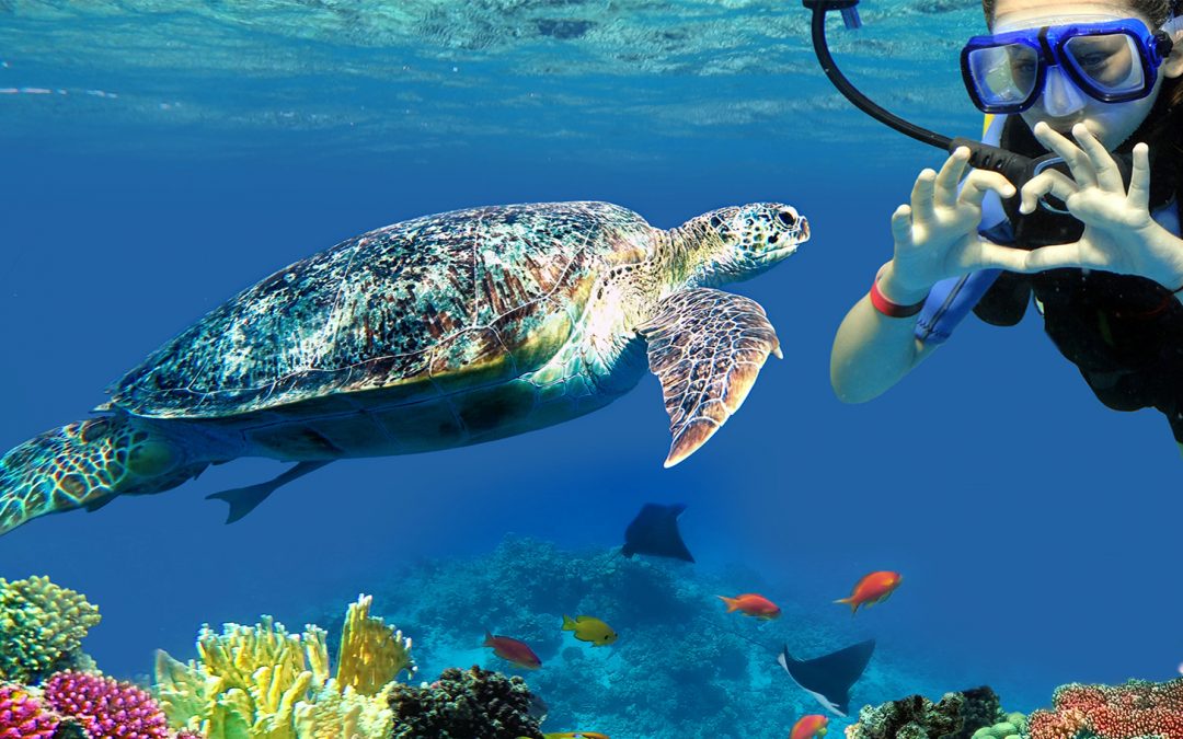 4 Ways You Can Help Save Sea Turtles