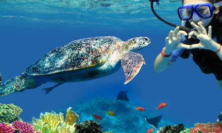 4 Ways You Can Help Save Sea Turtles