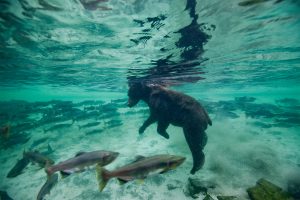 USA, Alaska, Katmai National Park, Underwater view of Grizzly Bear (Ursus arctos) swimming after spawning salmon in Kuliak Bay on summer evening
