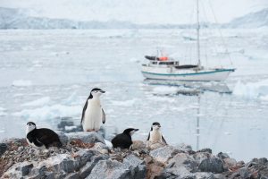 Penguins on rocks with antartica sailing ship in the background