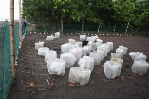 Sea turtle nesting site hatchery in Costa Rica