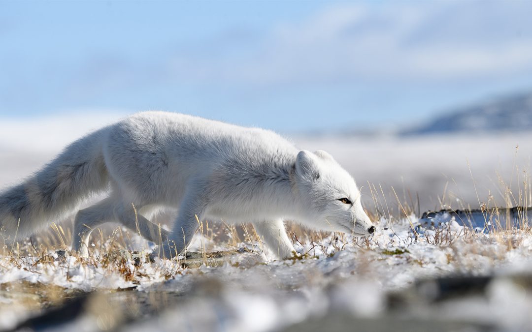 6 Things that Surprised me on my Polar Bear Adventure