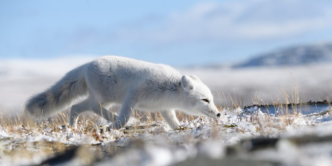 6 Things that Surprised me on my Polar Bear Adventure