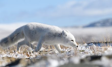 6 Things that Surprised me on my Polar Bear Adventure