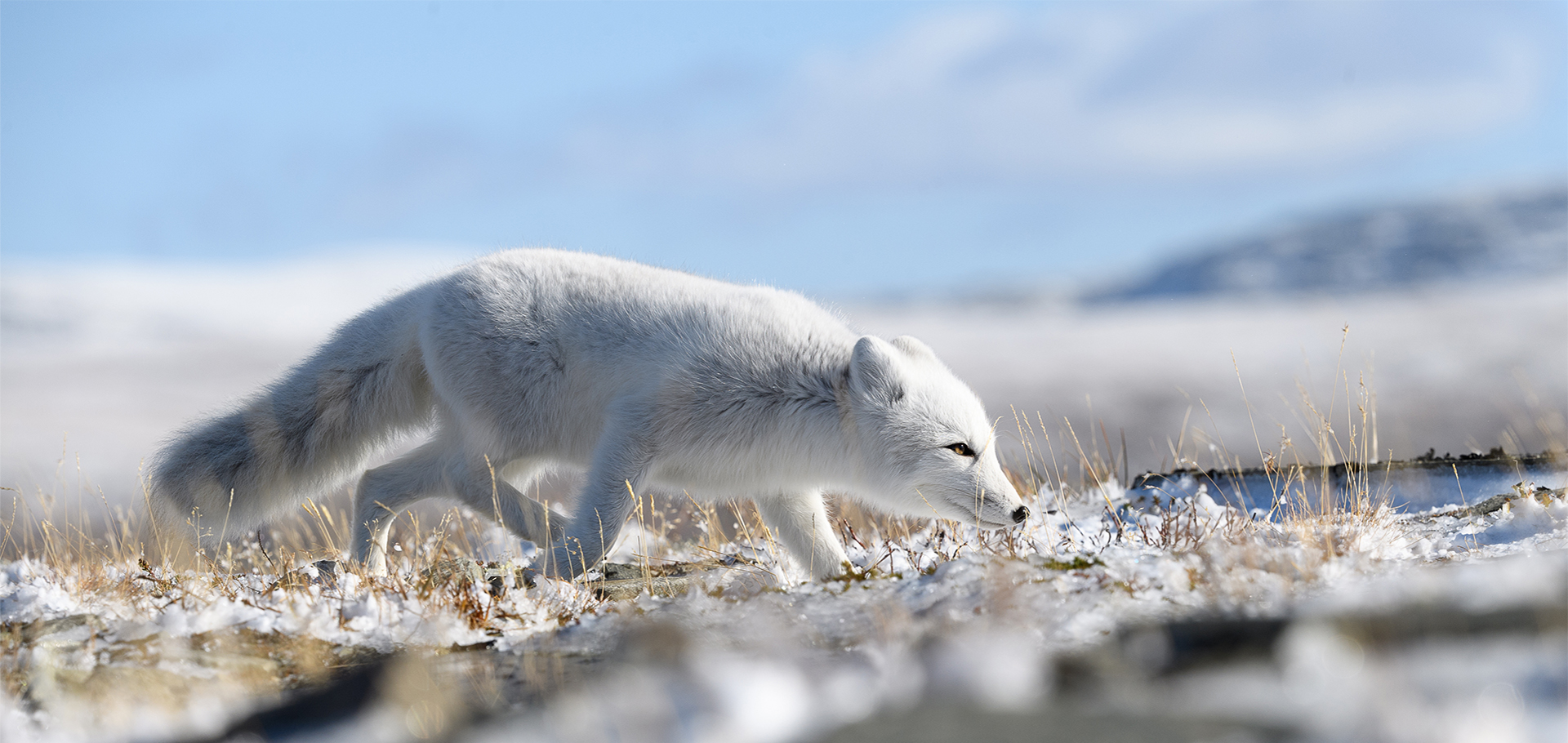 Arctic fox cub (Vulpes lagopus) in autumn snow in Dovre mountain
