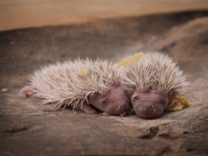 Two adorable newborn baby hedgehogs with eyes closed sleeping together