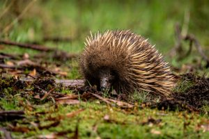 Echidna venturing over mossy forest in Tasmania Australia