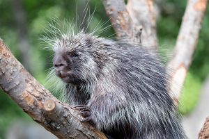 North American Porcupine (Erethizon Dorsatum) standing in a tree, also known as the Canadian Porcupine or common porcupine