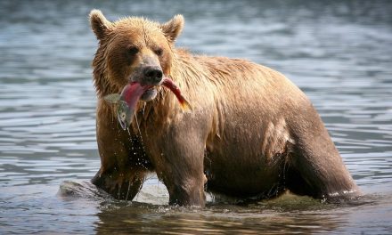 Salmon-Fed Flowers, Sockeye-Rich Shores and Self-Aware Fish